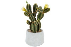 cactus met bloem in cement pot 43cm