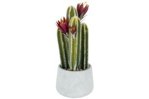 cactus met bloem in cement pot 40cm