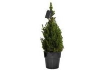 picea glauca conica