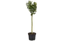 hulst op stam ilex meserveae blue maid