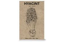 hyacint in cadeaudoos