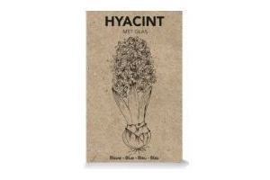 hyacint in cadeaudoos