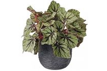 bladbegonia