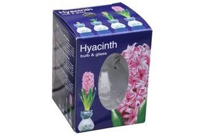 hyacint in glas roze