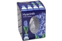 hyacint in glas blauw