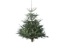 kerstboom nordmann gezaagd 150 175 cm