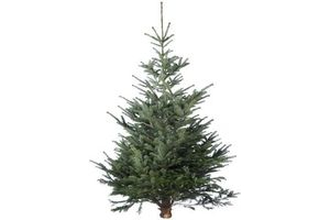 kerstboom nordmann gezaagd 175 200 cm