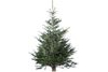 kerstboom nordmann gezaagd 225 250 cm