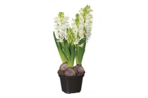 hyacint 3 bollen per pot