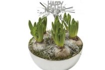 hyacinten in schaal happy new year