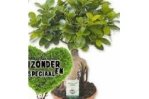 ficus ginseng