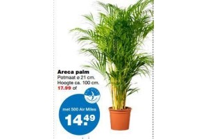 areca palm