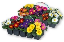 primula acaulis mix