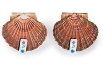 coquille st jacques in schelp