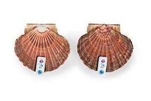 coquille st jacques in schelp