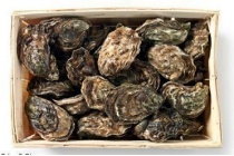 zeeuwse oesters