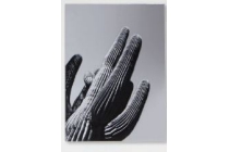 fotoprint cactus