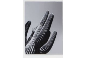 fotoprint cactus