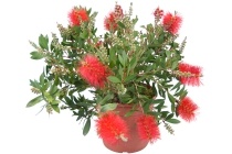 lampenpoetser callistemon citrinus