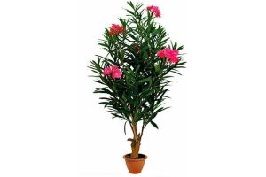 bloeiende oleander