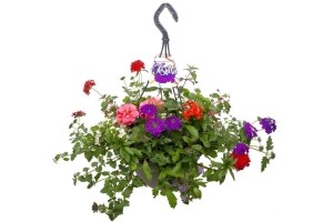 festival colours hangpot