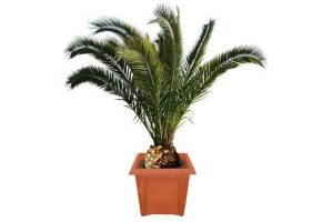 palm phoenix canariensis