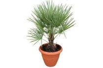 palm chamaerops humilis