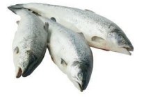 verse noorse zalm