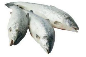 verse noorse zalm