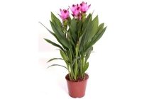 curcuma