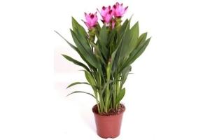 curcuma