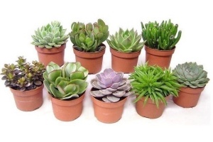 succulenten