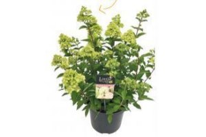 hydrangea pan little lime