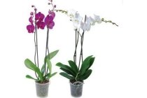 orchideeen 2 tak