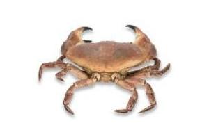 krab