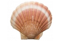 coquilles st jacques