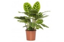 calathea orbifolia