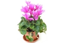 cyclamen