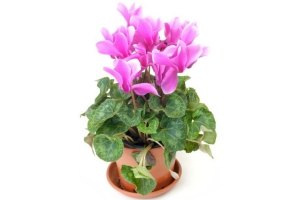 cyclamen