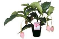 medinilla magnifica