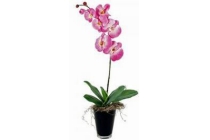 orchidee 1 taks