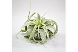 tillandsia xerographica