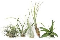 tillandsia mix