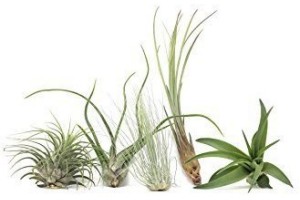 tillandsia mix