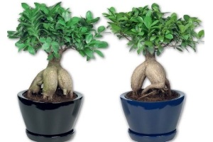 bonsai ficus ginseng