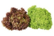 lollo rosso of lollo bionda