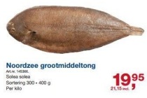 noordzee grootmiddeltong