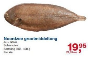 noordzee grootmiddeltong