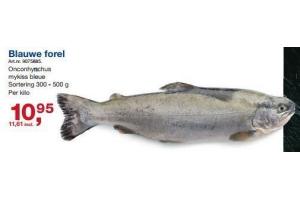 blauwe forel
