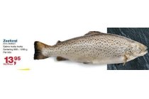 zeeforel